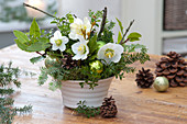 Weihnachtliches Gesteck mit Helleborus niger ( Christrose )