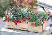 Gaultheria procumbens 'Winterpearls' (Spider berry) in the Spank basket