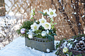 Helleborus niger with branches of Pinus, Tsuga