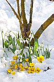 Winter aconites and snowdrops in the snow
