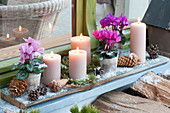Adventsdeko mit Cyclamen persicum ( Alpenveilchen ), 4 Kerzen