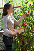 Tomaten im Gewaechshaus einpflanzen