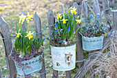 Tin plates with Narcissus 'Tete A Tete' (Narcissus), Muscari