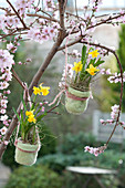Narcissus 'Tete a Tete' ( Narzissen ) in kleinen Filztöpfen an Baum gehängt