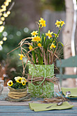 Narcissus 'Tete a Tete' ( Narzissen ) mit Gras dekoriert, als Geschenk