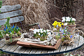 Vorfrühlings-Tisch-Arrangement : Crocus chrysanthus 'Blue Pearl'