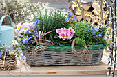Korbkasten mit Primula ( Primeln ), Anemone blanda ( Frühlings-Anemone )