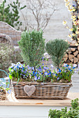Korbkasten mit Kräuter-Stämmchen und blauen Frühlingsblühern :