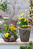 Gelb bepflanzte Frühlings-Körbe: Narcissus 'Tete a Tete' (Narzissen)