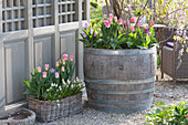 Holzfaß und Korbkasten bepflanzt mit Tulipa ( Tulpen ) und Muscari