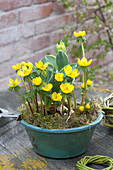 Bowl of Eranthis hyemalis (winter aconite) and tulipa (tulip)
