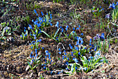 Scilla siberica ( Blausternchen ) im Garten