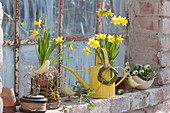 Frühling am Stallfenster : Narcissus 'Tete a Tete' ( Narzissen )