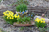 Narcissus 'Tete A Tete' (Daffodil), Muscari Aucheri 'Mount Hood'