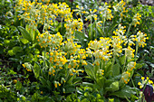 Primula veris ( Schlüsselblumen, Himmelsschlüssel )