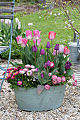 Tulipa 'Akela' 'Purple Prince' ( Tulpen ) und Bellis ( Tausendschön )