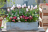 Tulipa 'Shirley' ( Tulpen ), Bellis ( Tausendschön ) und Muscari aucheri