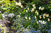 Tulipa 'Budlight' ( Lilienblütige Tulpen ) und Brunnera