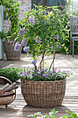 Small wisteria frutescens (wisteria) at the trellis in the basket