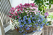 Lobelia 'Blue' 'White' ( Männertreu ) und Dianthus caryophyllus 'Pink Kisses'