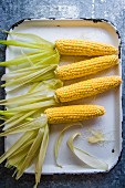 Corn cobs on an enamel baking sheet