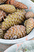 Various pine and fir cones