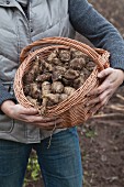Hands holding a basket of freshly harvested Jerusalem artichokes