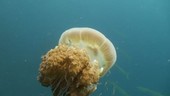 Jellyfish, Thailand