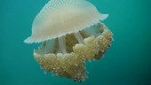 Jellyfish, Thailand