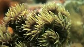 Sea anemone, Thailand
