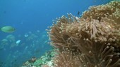 Sea anemone and clownfish, Thailand