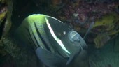Sixbar angelfish in a crevice