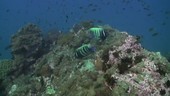 Sixbar angelfish grazing on a reef