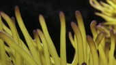 Sea anemone, Thailand