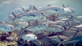 Shoal of jack fish