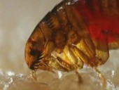 Flea feeding on human blood