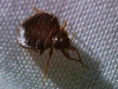 Bed bug cleaning its antennae