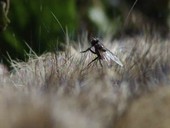 Fly on a dead rabbit