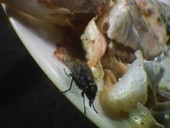 Blue bottle flies feeding on cooked fish