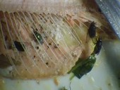 Blue bottle flies feeding on cooked fish