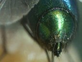 Rear end of a green bottle fly, close-up