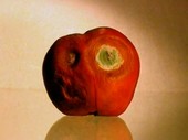 Decaying nectarine, time-lapse footage