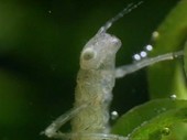 Dragonfly nymph on an aquatic plant