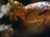 Parasite in a snail's eye-stalk