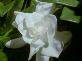 Magnolia flower blooming, time-lapse footage