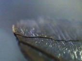 Fly's wing, close-up