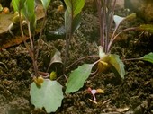 Snails eating garden plants, time-lapse footage