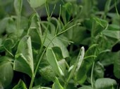 Pea plants growing, time-lapse footage
