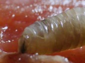Fly larva on raw meat