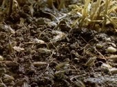 Grass seeds burrowing into soil, time-lapse footage